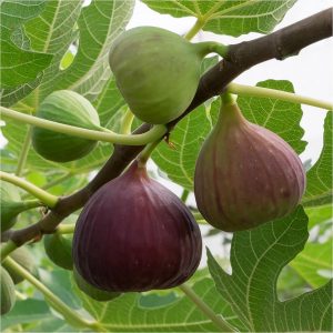 buy fig tree brown turkey standard form 1 2 1 4m tall 5f27a6d4ca077