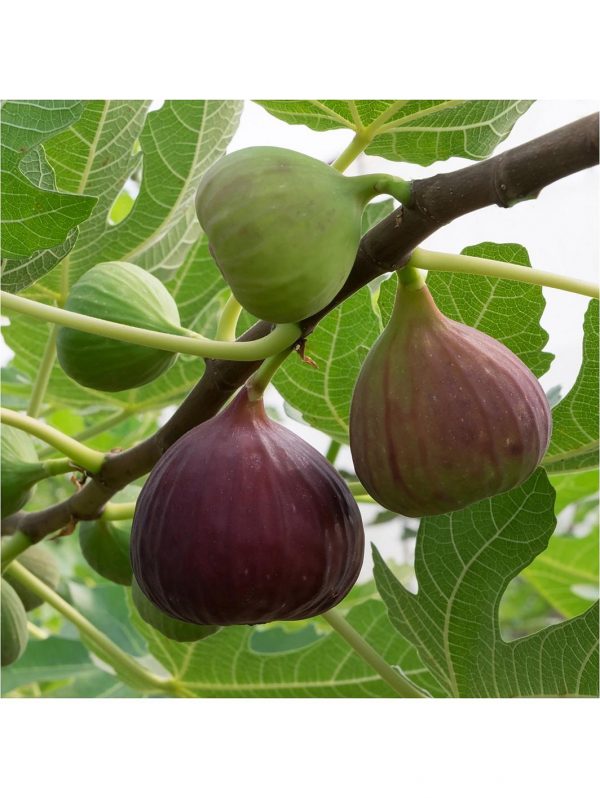 buy fig tree brown turkey standard form 1 2 1 4m tall 5f27a6d4ca077