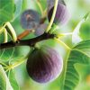 buy fig tree brown turkey standard form 1 2 1 4m tall 5f27a6d658d2b