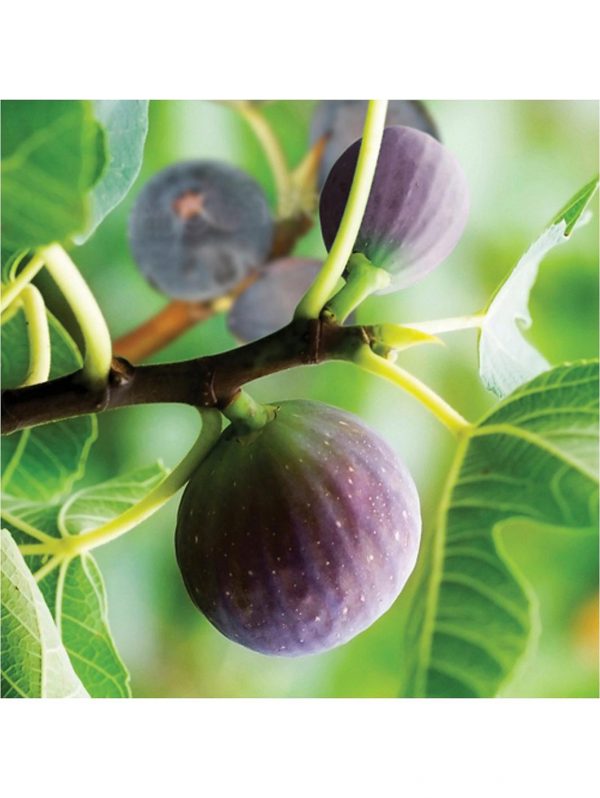 buy fig tree brown turkey standard form 1 2 1 4m tall 5f27a6d658d2b