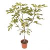 buy fig tree brown turkey standard form 1 2 1 4m tall 5f27a6d7a9e40
