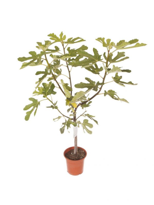 buy fig tree brown turkey standard form 1 2 1 4m tall 5f27a6d7a9e40