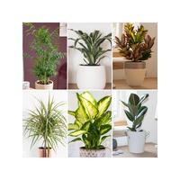 buy foliage houseplant mix 6 x 12cm 5f4b410639f0e