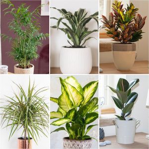 buy foliage houseplant mix 6 x 12cm 5f4b410cb6599
