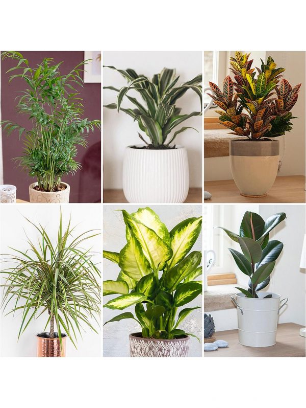 buy foliage houseplant mix 6 x 12cm 5f4b410cb6599