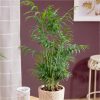 buy foliage houseplant mix 6 x 12cm 5f4b410d9f561