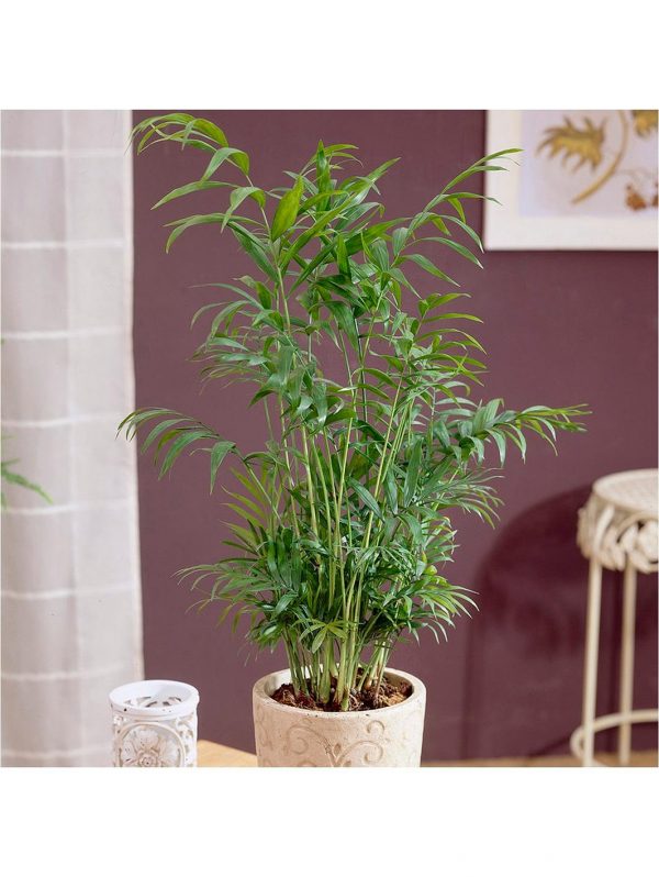 buy foliage houseplant mix 6 x 12cm 5f4b410d9f561