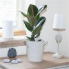 buy foliage houseplant mix 6 x 12cm 5f4b410e977a5