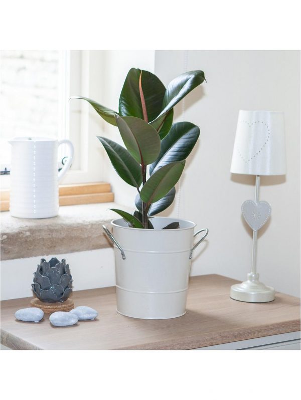 buy foliage houseplant mix 6 x 12cm 5f4b410e977a5
