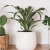 buy foliage houseplant mix 6 x 12cm 5f4b410f52b95