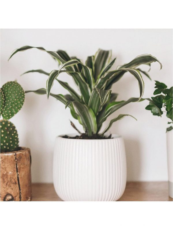 buy foliage houseplant mix 6 x 12cm 5f4b410f52b95