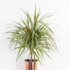 buy foliage houseplant mix 6 x 12cm 5f4b411004b5a