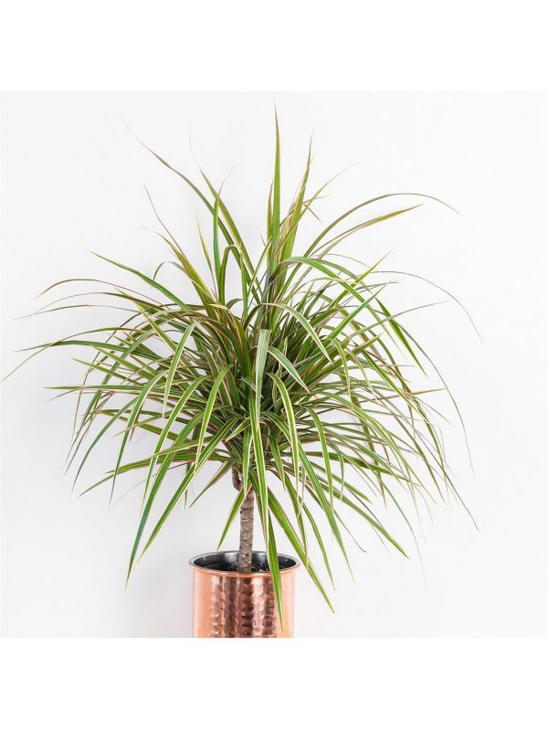 buy foliage houseplant mix 6 x 12cm 5f4b411004b5a