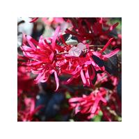 buy loropetulum black pearl 2l 5f3f613a0218b