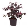 buy loropetulum black pearl 2l 5f3f61507a2f3