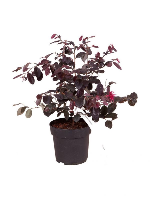 buy loropetulum black pearl 2l 5f3f61507a2f3