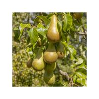 buy pear conference 5l 5f34d5875015a