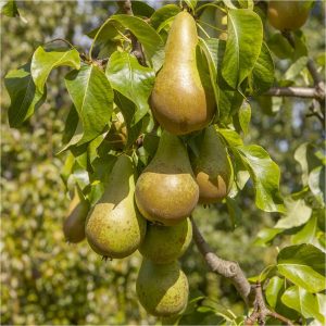 buy pear conference 5l 5f34d58cf1a93