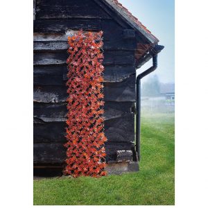 buy red acer leaf 180 x 90cm trellis 5f4353db54bde