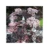 buy sambucus nigra black lace 3l 5f42042b4bef2