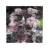 buy sambucus nigra black lace 3l 5f42042b4bef2