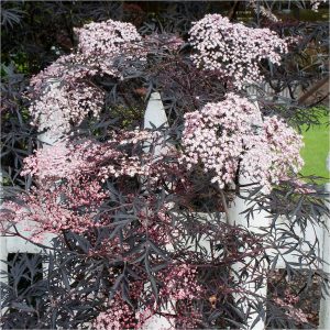 buy sambucus nigra black lace 3l 5f42043085de2