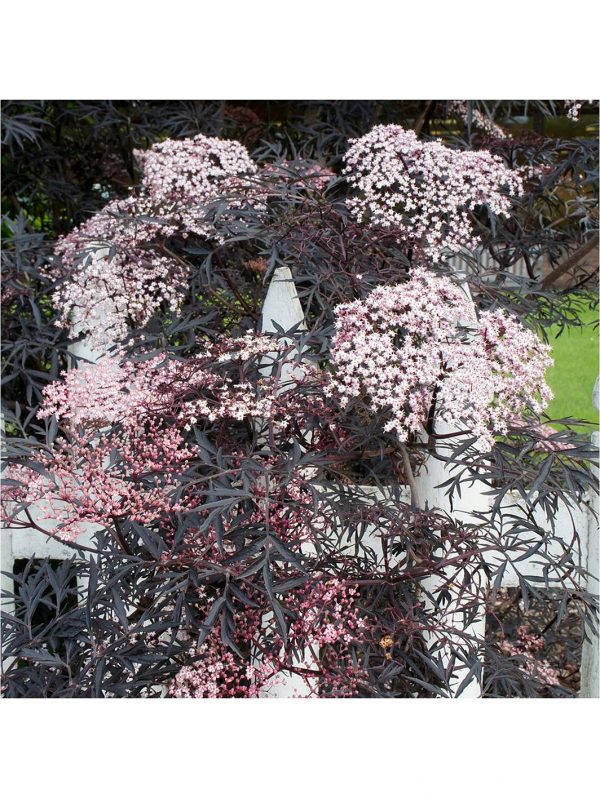 buy sambucus nigra black lace 3l 5f42043085de2