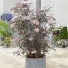 buy sambucus nigra black lace 3l 5f42043153a69