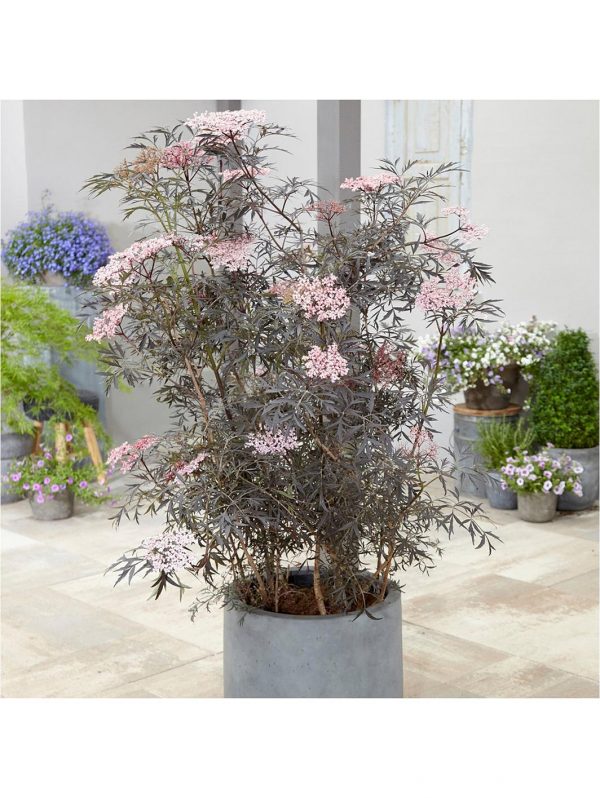 buy sambucus nigra black lace 3l 5f42043153a69