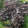 buy sambucus nigra black lace 3l 5f4204322f5b5