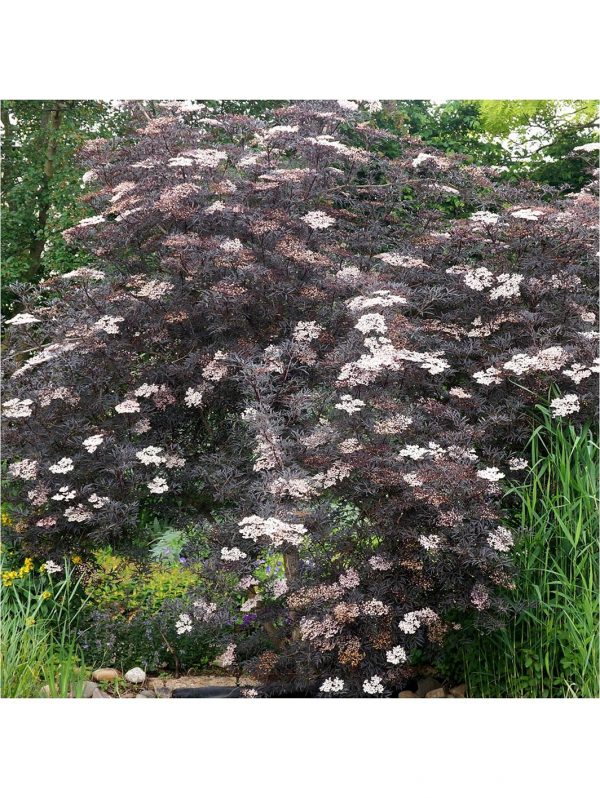buy sambucus nigra black lace 3l 5f4204322f5b5
