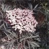 buy sambucus nigra black lace 3l 5f4204335508e