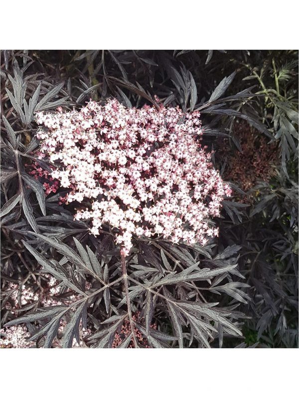 buy sambucus nigra black lace 3l 5f4204335508e