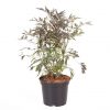 buy sambucus nigra black lace 3l 5f4204343cfd3