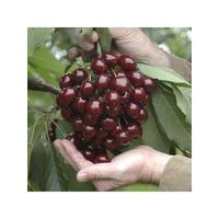 buy sweet cherry stella patio fruit tree 5l potted plant 1 4m tall 5f2cec6c0bc34