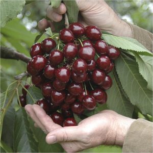 buy sweet cherry stella patio fruit tree 5l potted plant 1 4m tall 5f2cec709ac5b