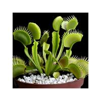 buy venus fly trap dionaea 12cm pot 5f27a6e0707aa