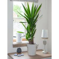 buy yucca 2 stem 45 20cm in 17cm pot 80cm tall green houseplant 5f27a6b787a20
