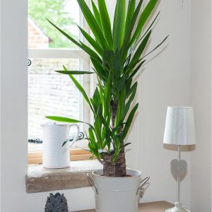 buy yucca 2 stem 45 20cm in 17cm pot 80cm tall green houseplant 5f27a6baea26e