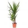 buy yucca 2 stem 45 20cm in 17cm pot 80cm tall green houseplant 5f27a6bd23956