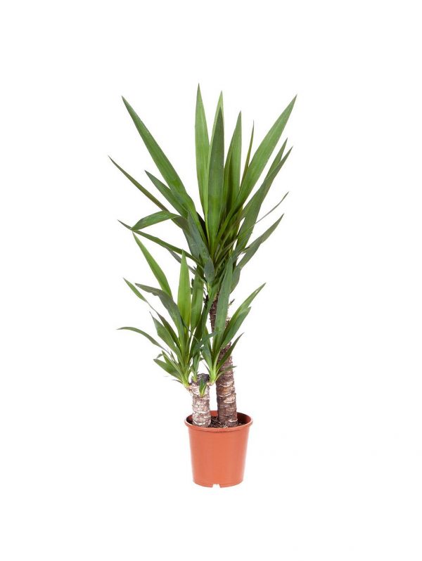 buy yucca 2 stem 45 20cm in 17cm pot 80cm tall green houseplant 5f27a6bd23956