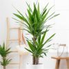 buy yucca 2 stem 45 20cm in 17cm pot 80cm tall green houseplant 5f27a6be5fa6b