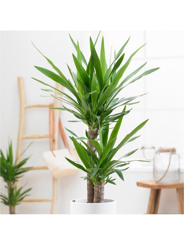 buy yucca 2 stem 45 20cm in 17cm pot 80cm tall green houseplant 5f27a6be5fa6b