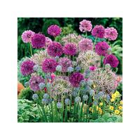 buy allium bulb collection 100 bulbs 5f60570d581c8