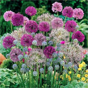 buy allium bulb collection 100 bulbs 5f6057136e375