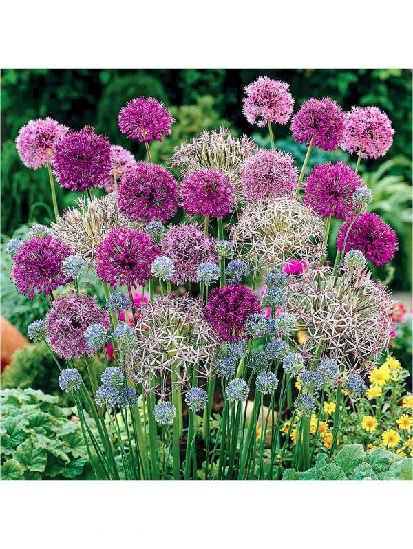 buy allium bulb collection 100 bulbs 5f6057136e375