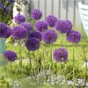 buy allium bulb collection 100 bulbs 5f605714b23aa