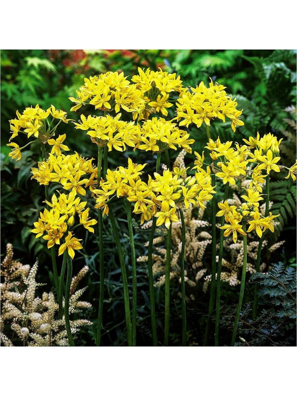 buy allium bulb collection 100 bulbs 5f6057155ac8e