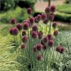 buy allium bulb collection 100 bulbs 5f6057162aad3