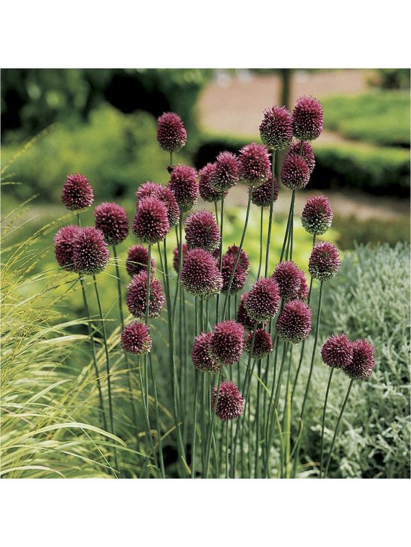 buy allium bulb collection 100 bulbs 5f6057162aad3